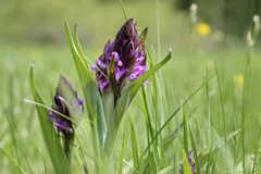 Moor-Orchidee